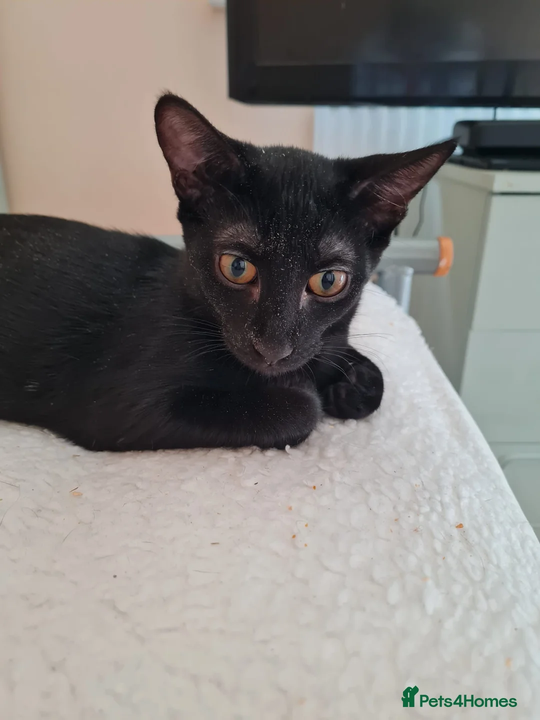 Oriental cats for sale: Oriental kittens for sale (4 ready now!) - Advert 2