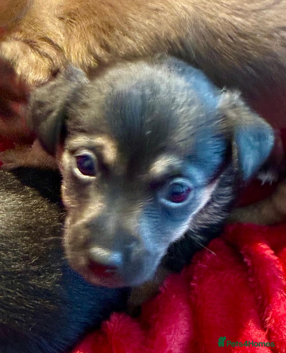 Jack Russell dogs for sale: Miniature Jack Russel Pups for sale - Advert 8