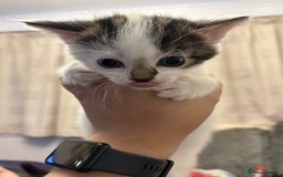 Mixed Breed cats for sale: Beautiful kittens ready for 5/11/28 - Image 12