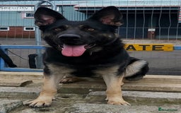German Shepherd dogs for sale: KC reg GSD puppies  - Image 5