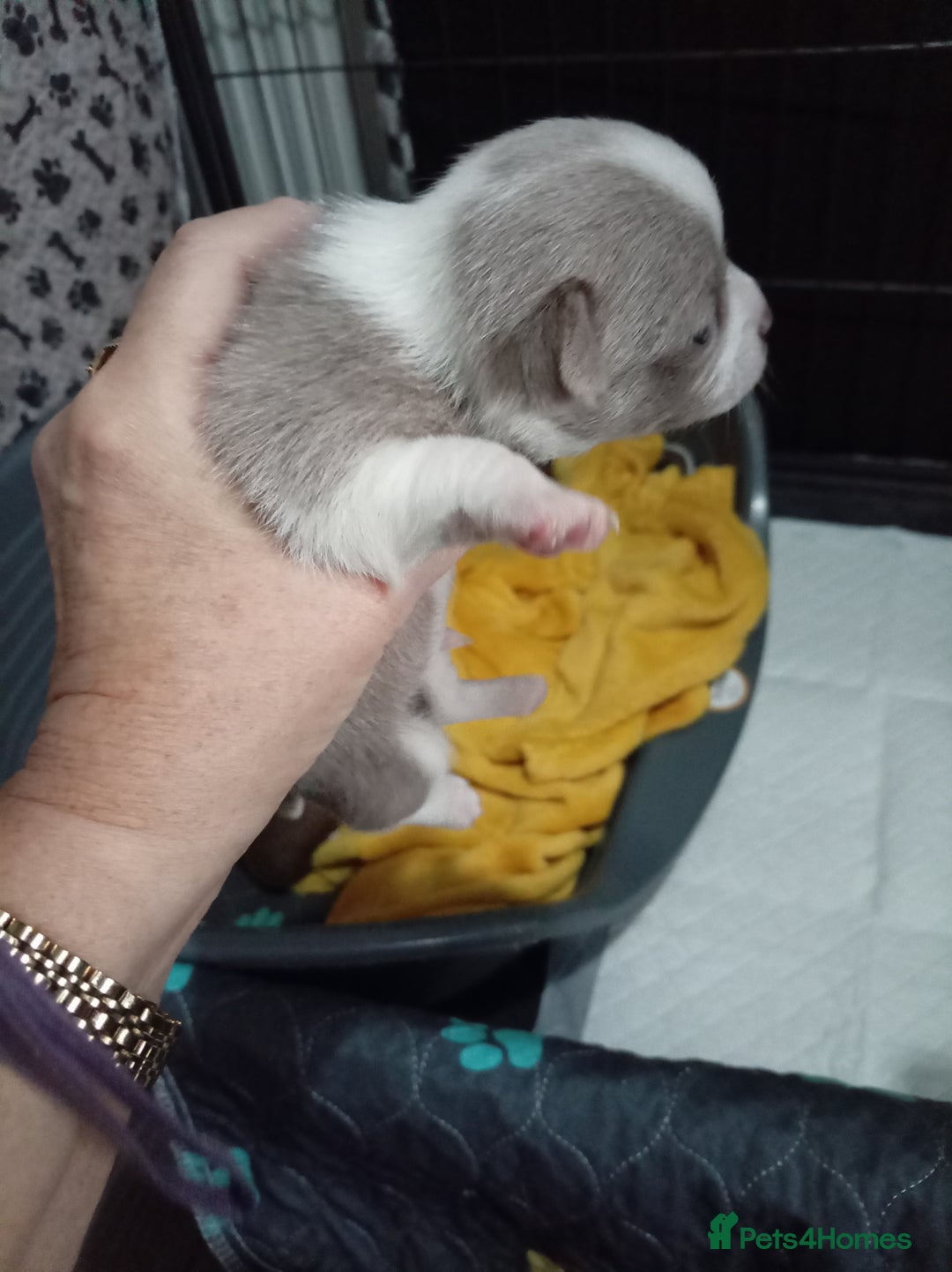 Chihuahua dogs for sale: Chihuahua puppies - Advert 6