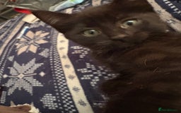 Mixed Breed cats for sale: Kittens  - Image 5