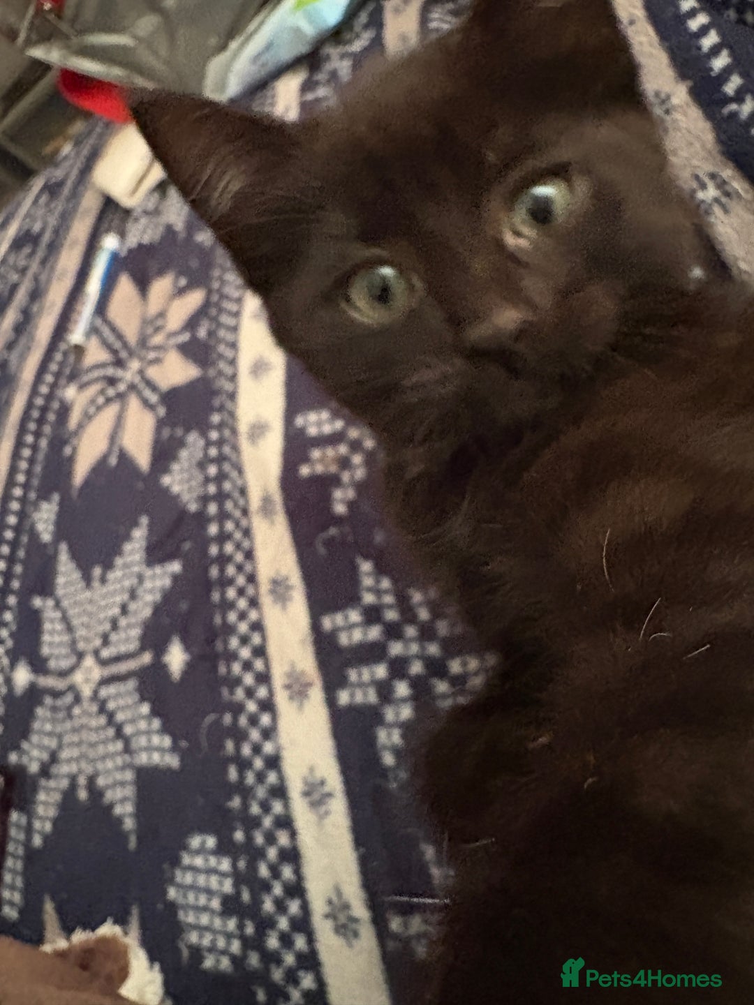 Mixed Breed cats for sale: Kittens  - Image 5