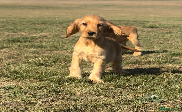 Cocker Spaniel dogs - Advert 2