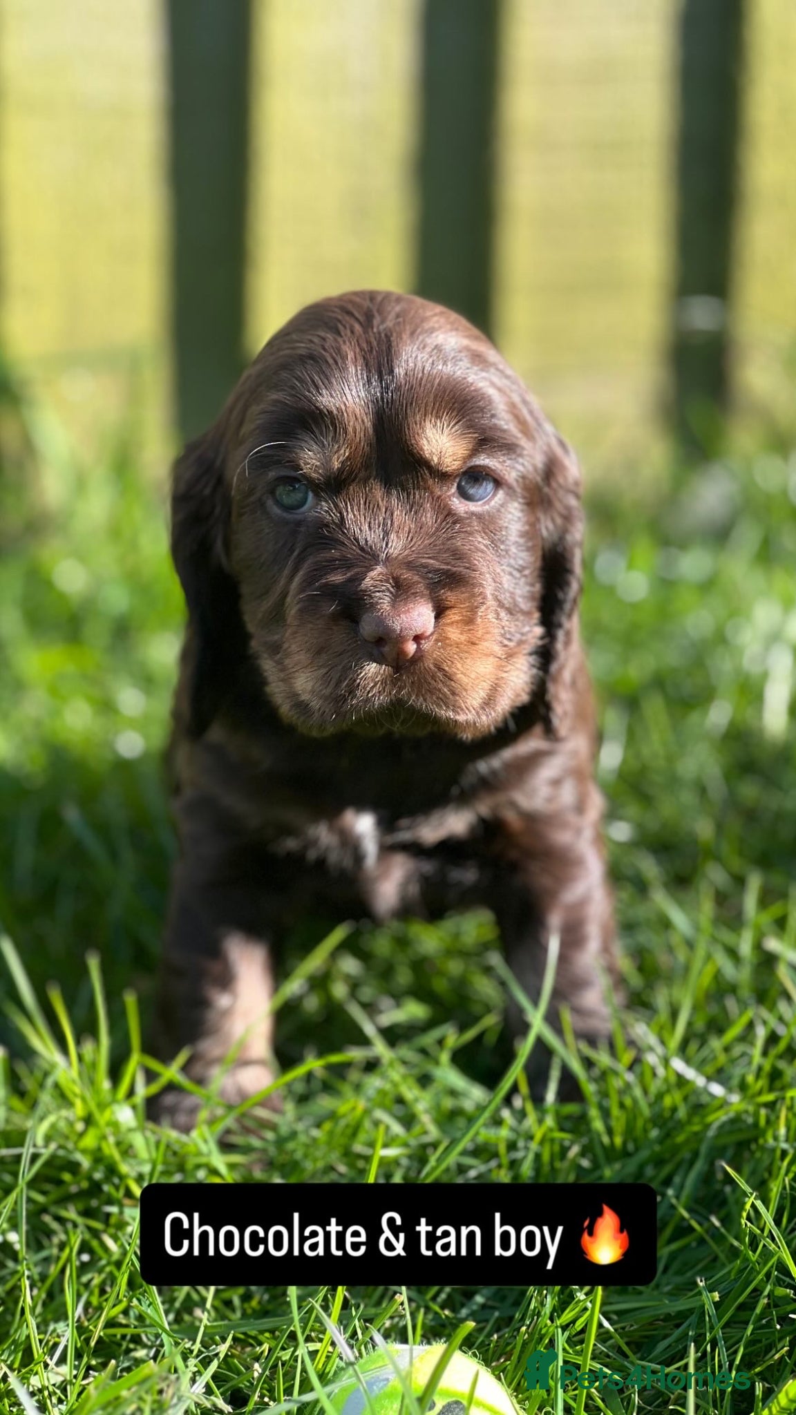 Cocker Spaniel dogs KC Registered Show-Type Cocker Spaniel Puppies - Advert 20