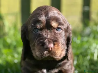 Cocker Spaniel dogs KC Registered Show-Type Cocker Spaniel Puppies - Advert 20