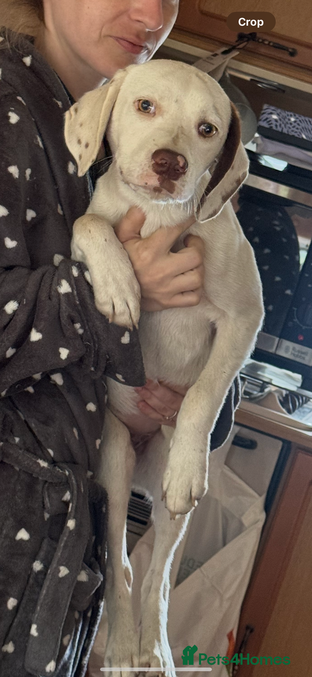Mixed Breed dogs for sale: Lab x pincher pups 5/6 months  - Image 2