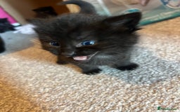 Siamese cats for sale: 3x Beautiful Siamese crossed tabby kittens  - Image 5