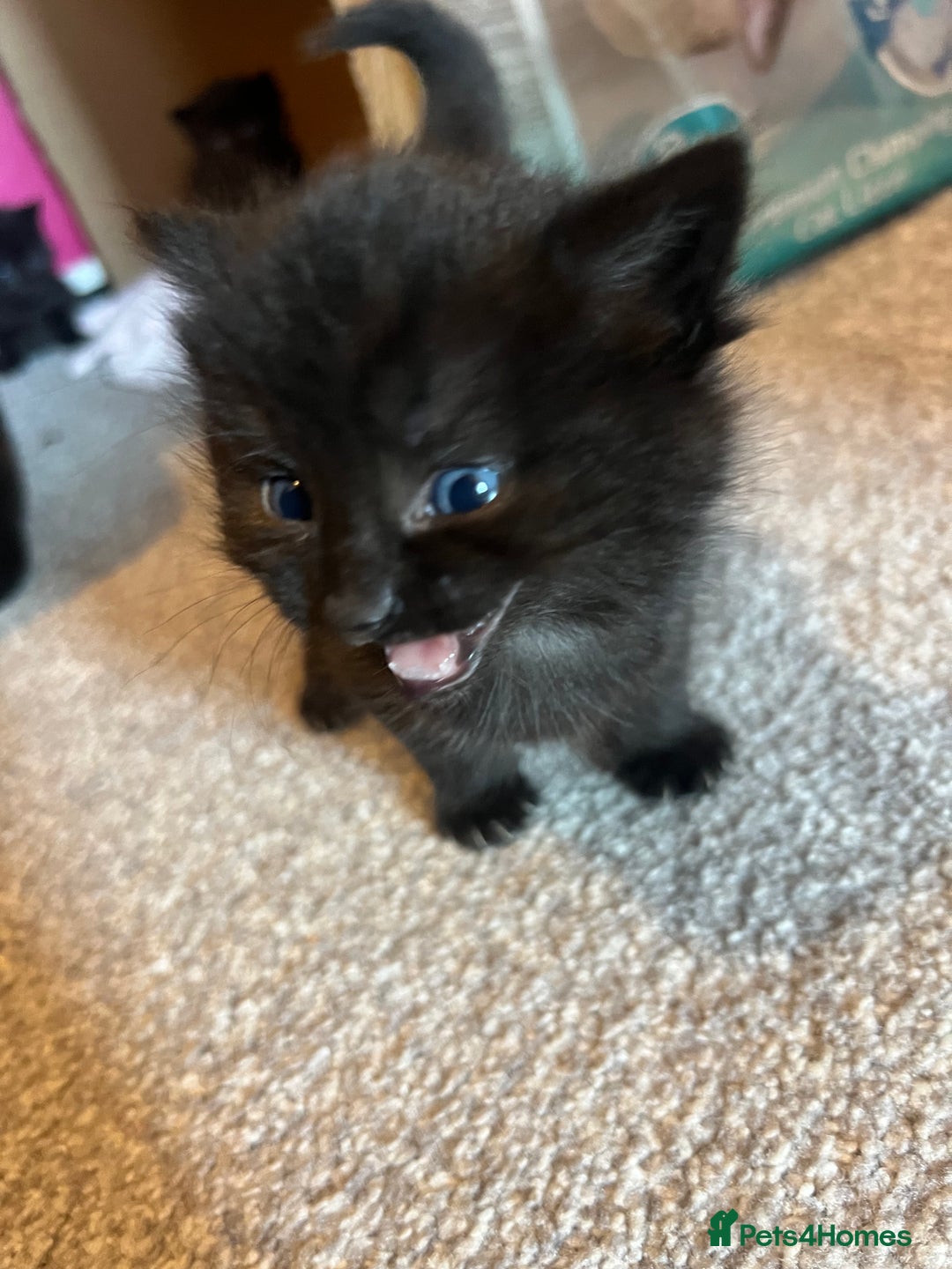 Siamese cats for sale: 3x Beautiful Siamese crossed tabby kittens  - Image 5