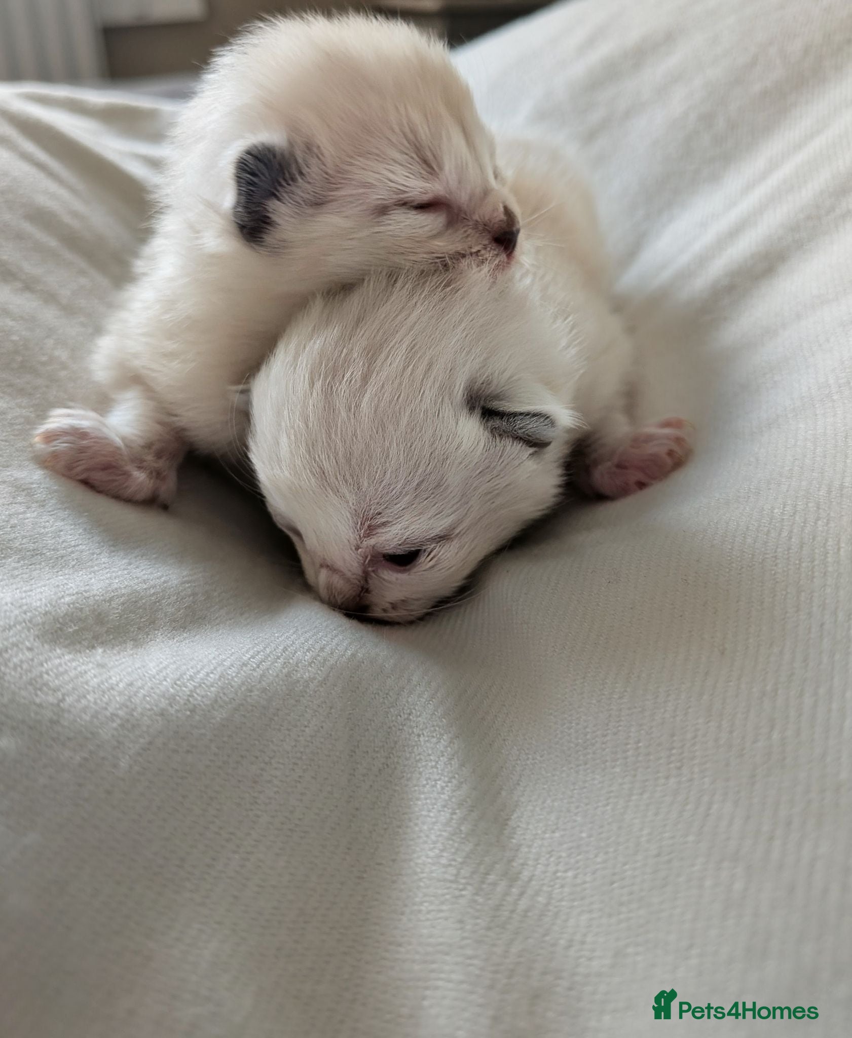 Ragdoll cats ⭐5 beautiful pure ragdolls ⭐ - Advert 17