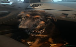 Mixed Breed dogs for sale: German Shepard/collie - Image 4