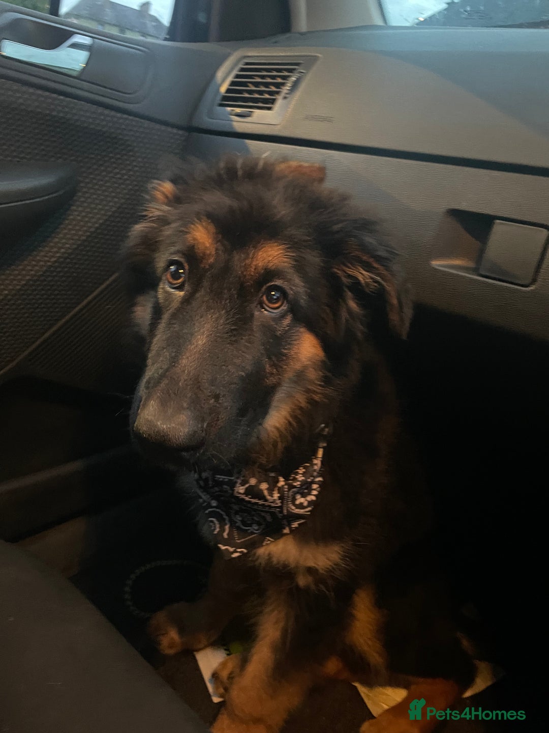 Mixed Breed dogs for sale: German Shepard/collie - Image 4