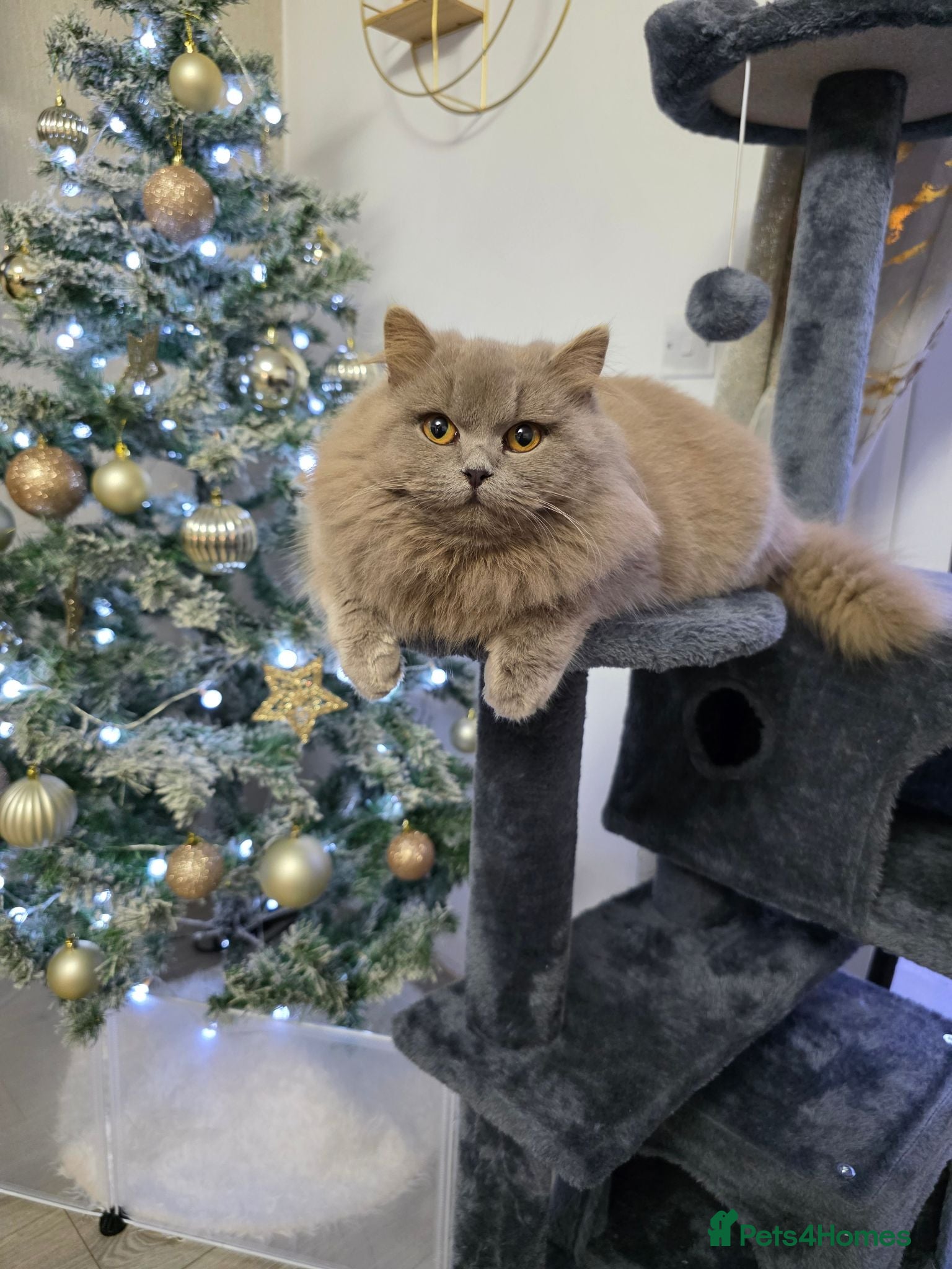 British Longhair cats Beautiful British Longhair Kittens Teddy Bear Look - Advert 17