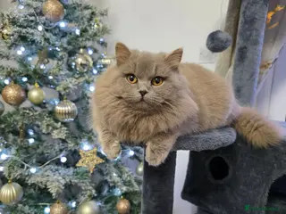 British Longhair cats Beautiful British Longhair Kittens Teddy Bear Look - Advert 1