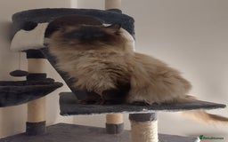 Ragdoll cats for stud: GCCF Active Register Seal Point Awesome Ragdoll in Luton - Image 10