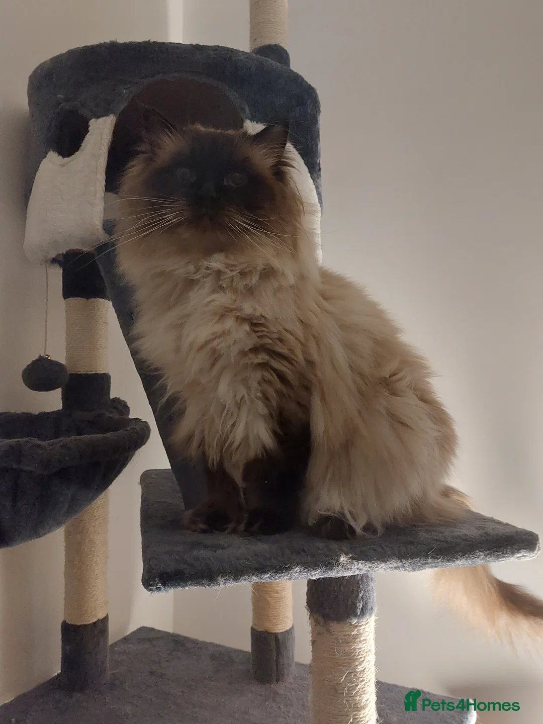 Ragdoll cats for stud: GCCF Active Register Seal Point Awesome Ragdoll in Luton - Advert 10