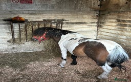 Shetland pony horses for sale: Shetland pony  in Stockport - Image 14