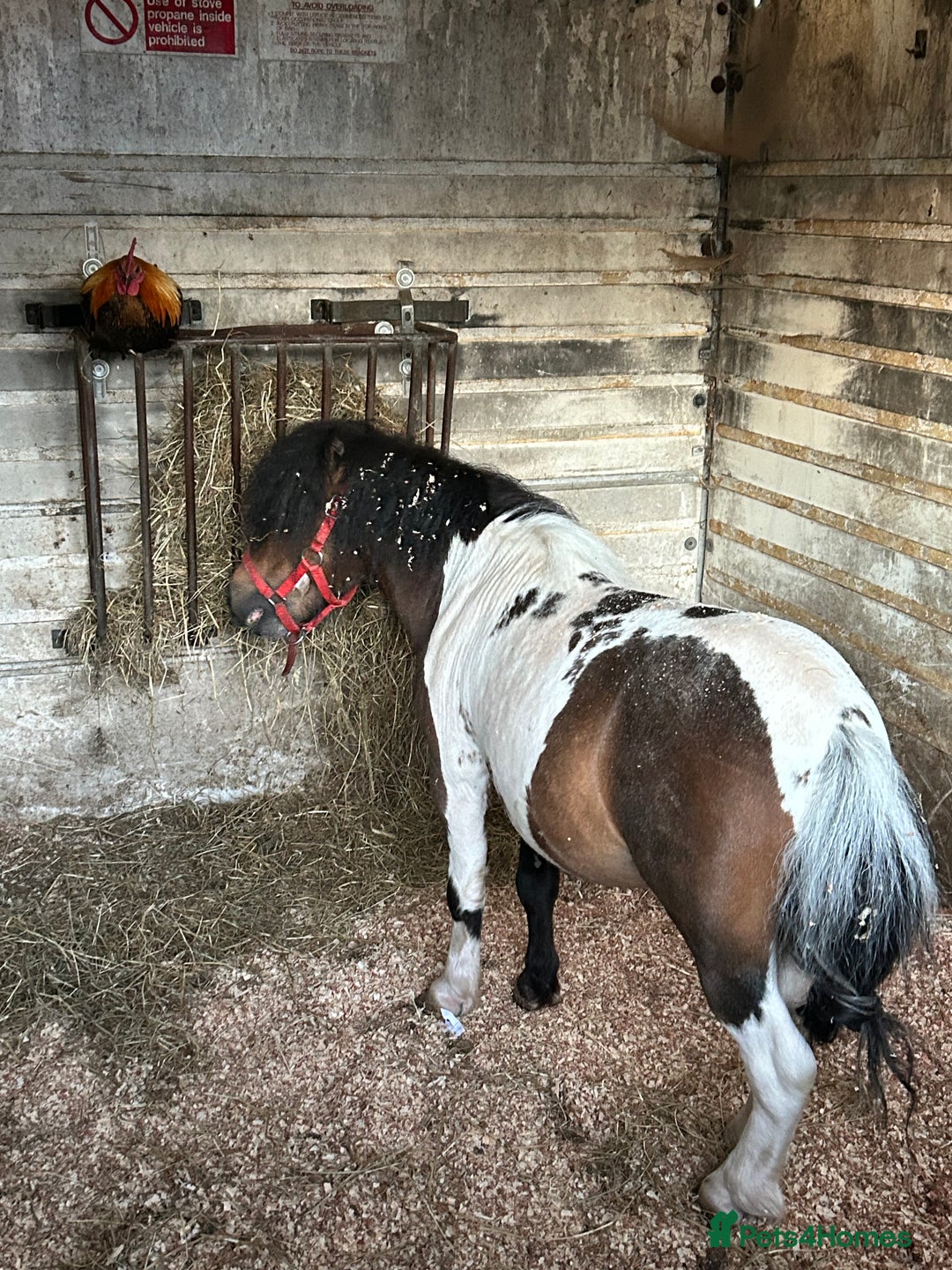 Shetland pony horses for sale: Shetland pony  in Stockport - Image 14