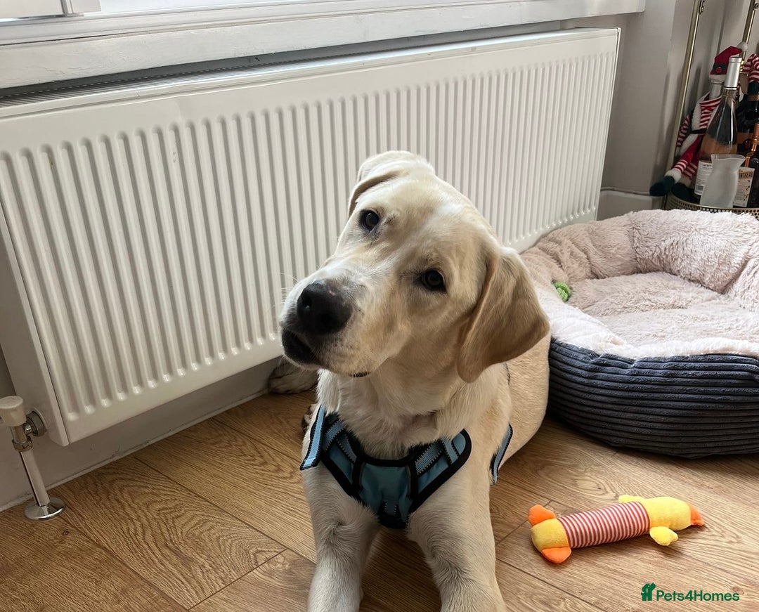 Labrador Retriever dogs for sale: Labrador Looking for His Forever Home - Image 2