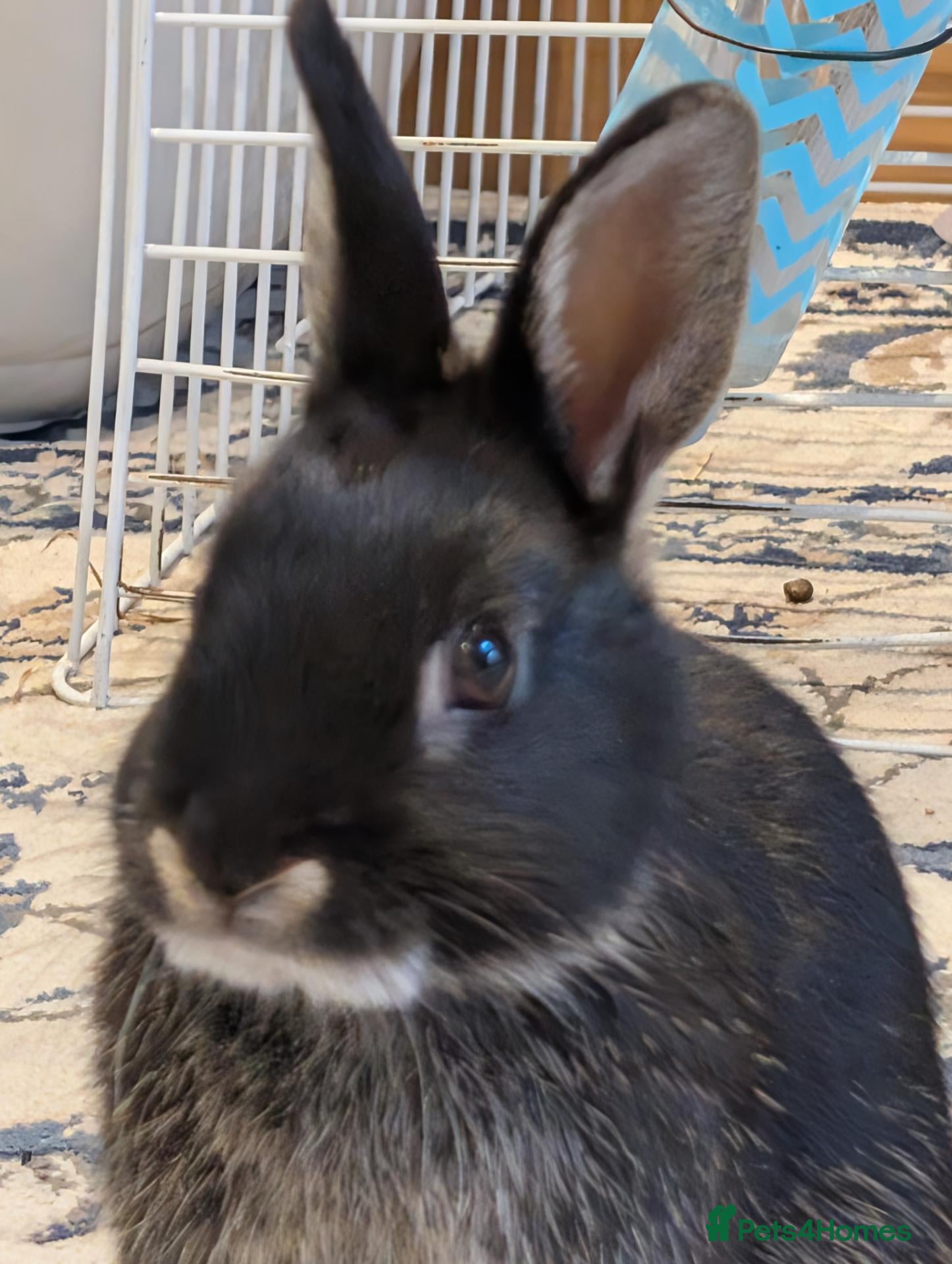 Netherland Dwarf rabbits Neutered male rabbit+ cage - Advert 1