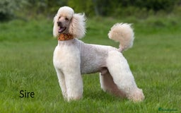 Standard Poodle dogs for sale: Standard Poodle Girl Available Apricot&White Parti - Image 7