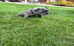 French Bulldog dogs for sale: Gorgeous French Bulldog Puppies. - Image 8