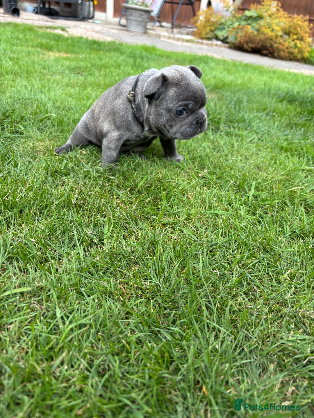 French Bulldog dogs for sale: Gorgeous French Bulldog Puppies. - Image 8