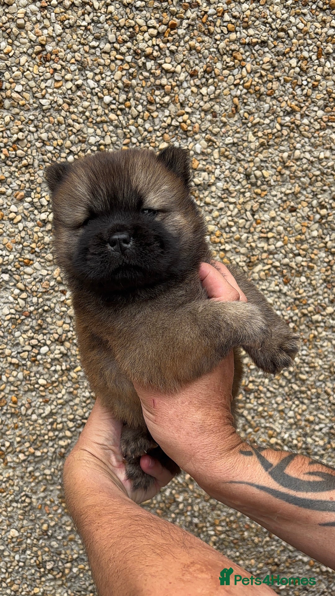 Chow Chow dogs for sale: 🐾Adorable Pedigree Chow Chow Puppies paw - Image 35