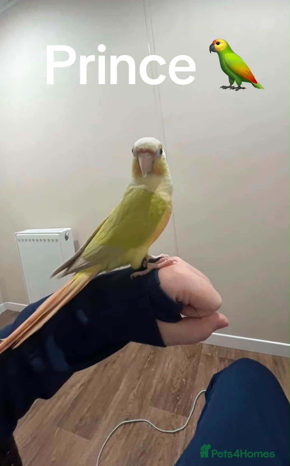 Conures birds Moon cheek conure  - Advert 6