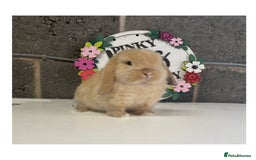 Mini Lop rabbits for sale: Beautiful mini lop bunnies for sale - Image 4