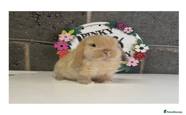 Mini Lop rabbits - Advert 16