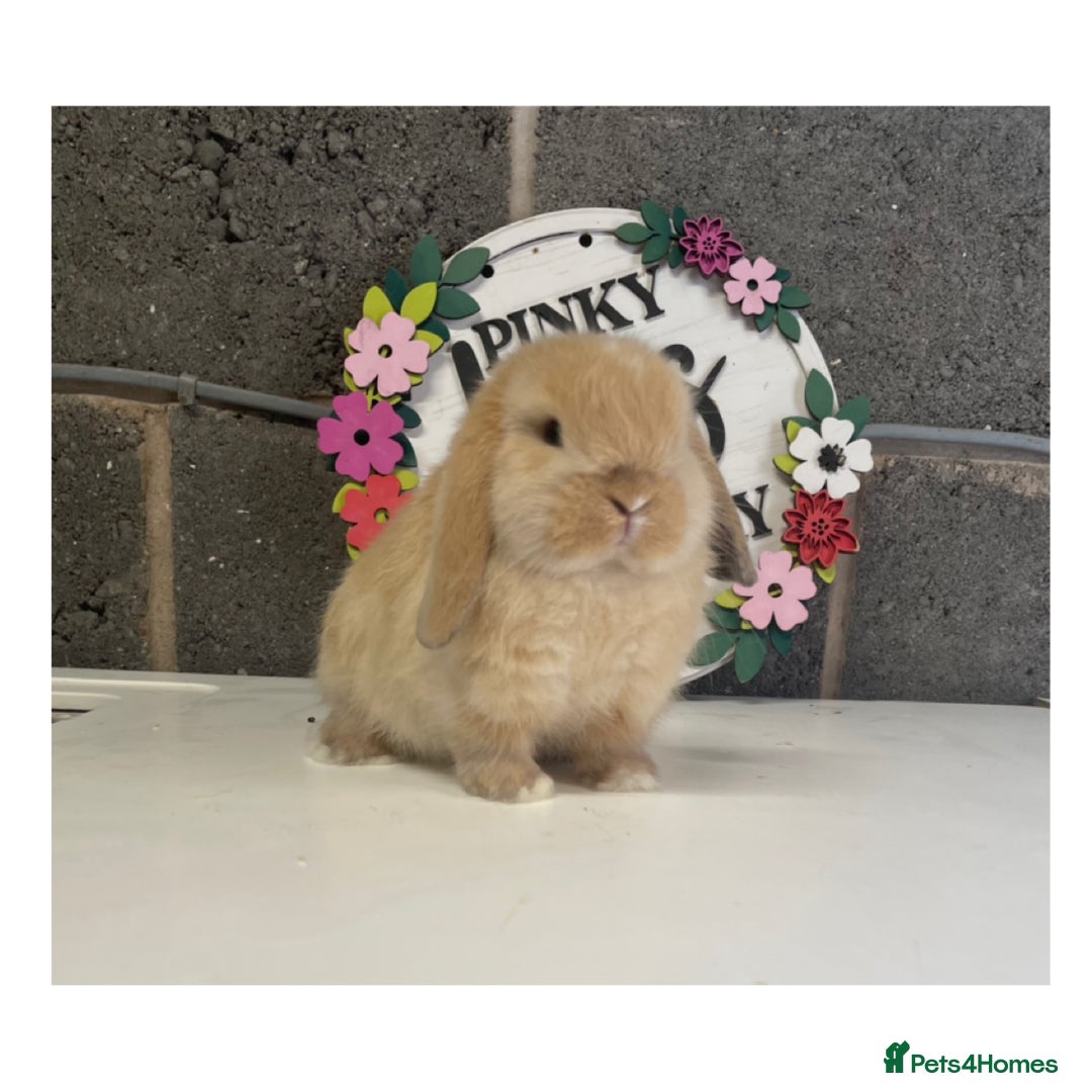 Mini Lop rabbits for sale: Beautiful mini lop bunnies for sale - Image 4