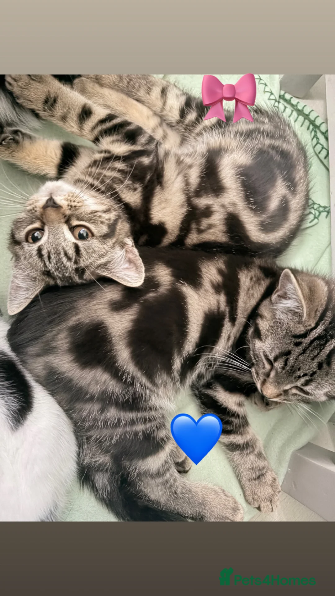 Mixed Breed cats for sale: Short haired x bengal kittens - Advert 1