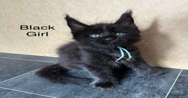 Maine Coon cats - Advert 2