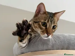 Savannah cats Sittingpretty Squealer F5 SBT Savannah female - Advert 13