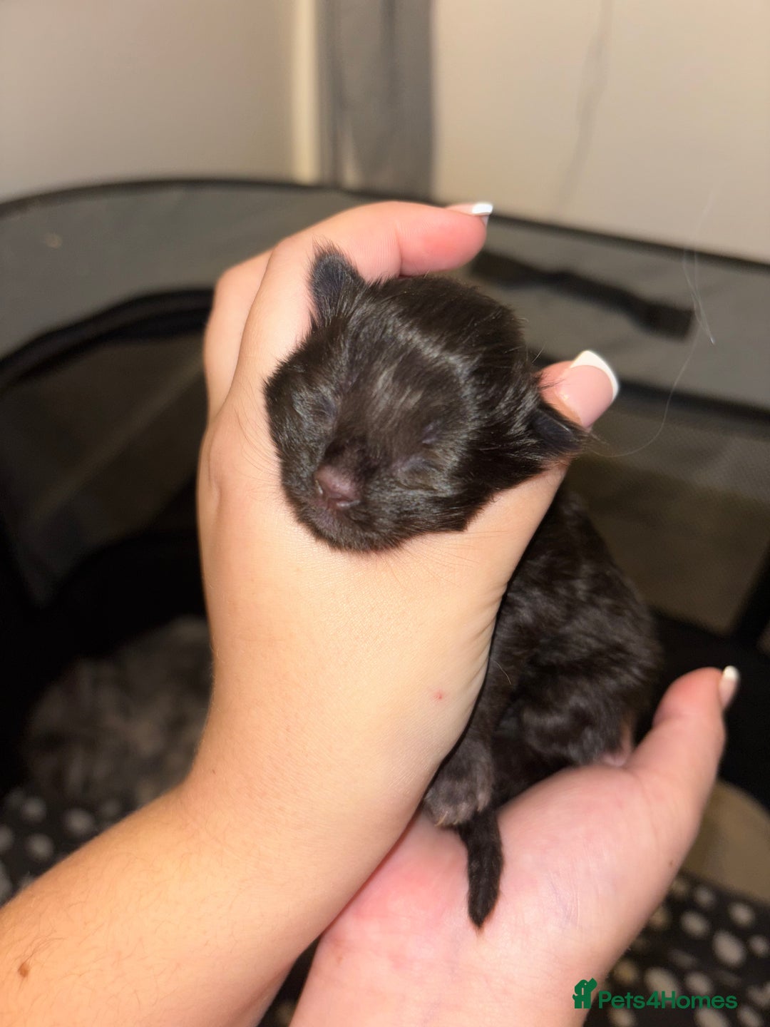 Maine Coon cats for sale: Maine Coon Kittens - Image 4