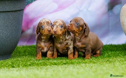 Miniature Dachshund dogs for sale: Top Tier Miniature Dachshunds available!! 😍🤩 - Image 1