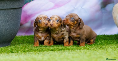 Miniature Dachshund dogs - Advert 16