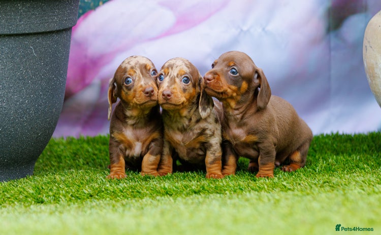 Miniature Dachshund dogs - Advert 3