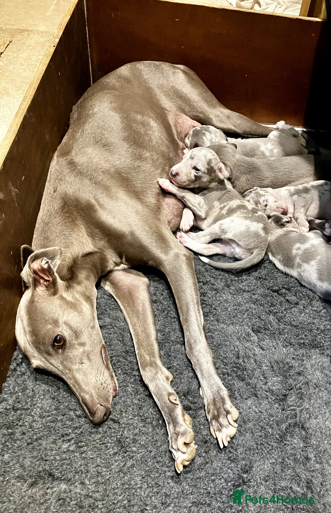 Whippet dogs for sale: Whippet puppies  - Advert 13