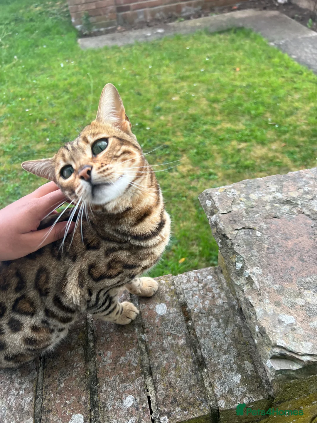 Mixed Breed cats for sale: Male mix kitten in Northallerton - Advert 2