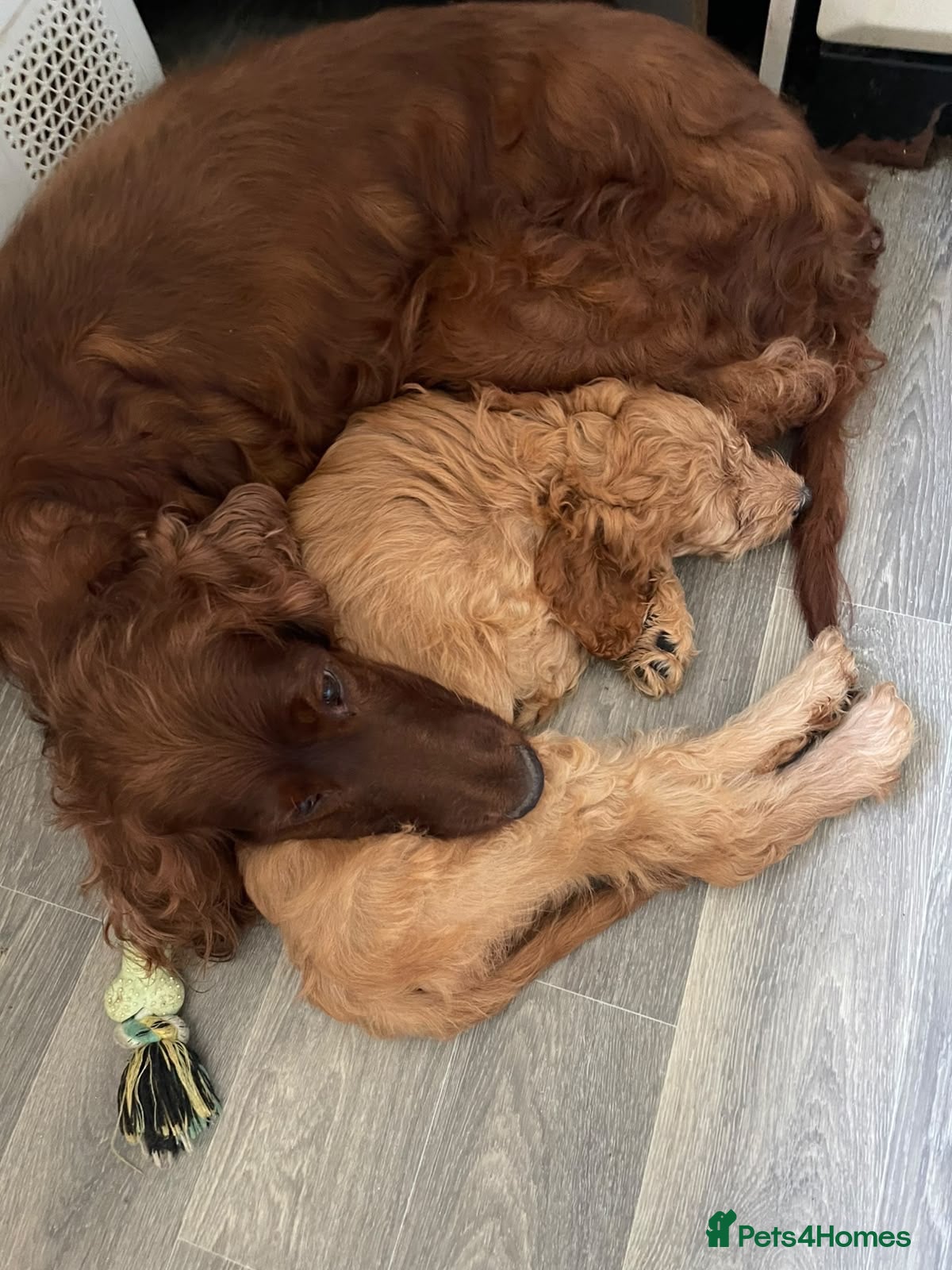 Irish Doodle dogs Beautiful Red Irishdoodles  - Advert 2