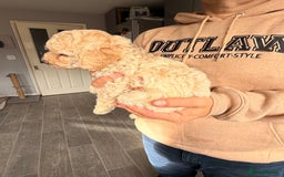 Poochon dogs for sale: Poochon Puppies  - Image 12