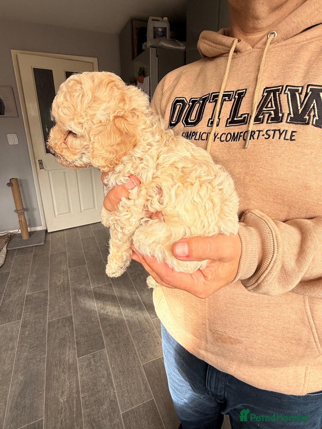Poochon dogs for sale: Poochon Puppies  - Image 12