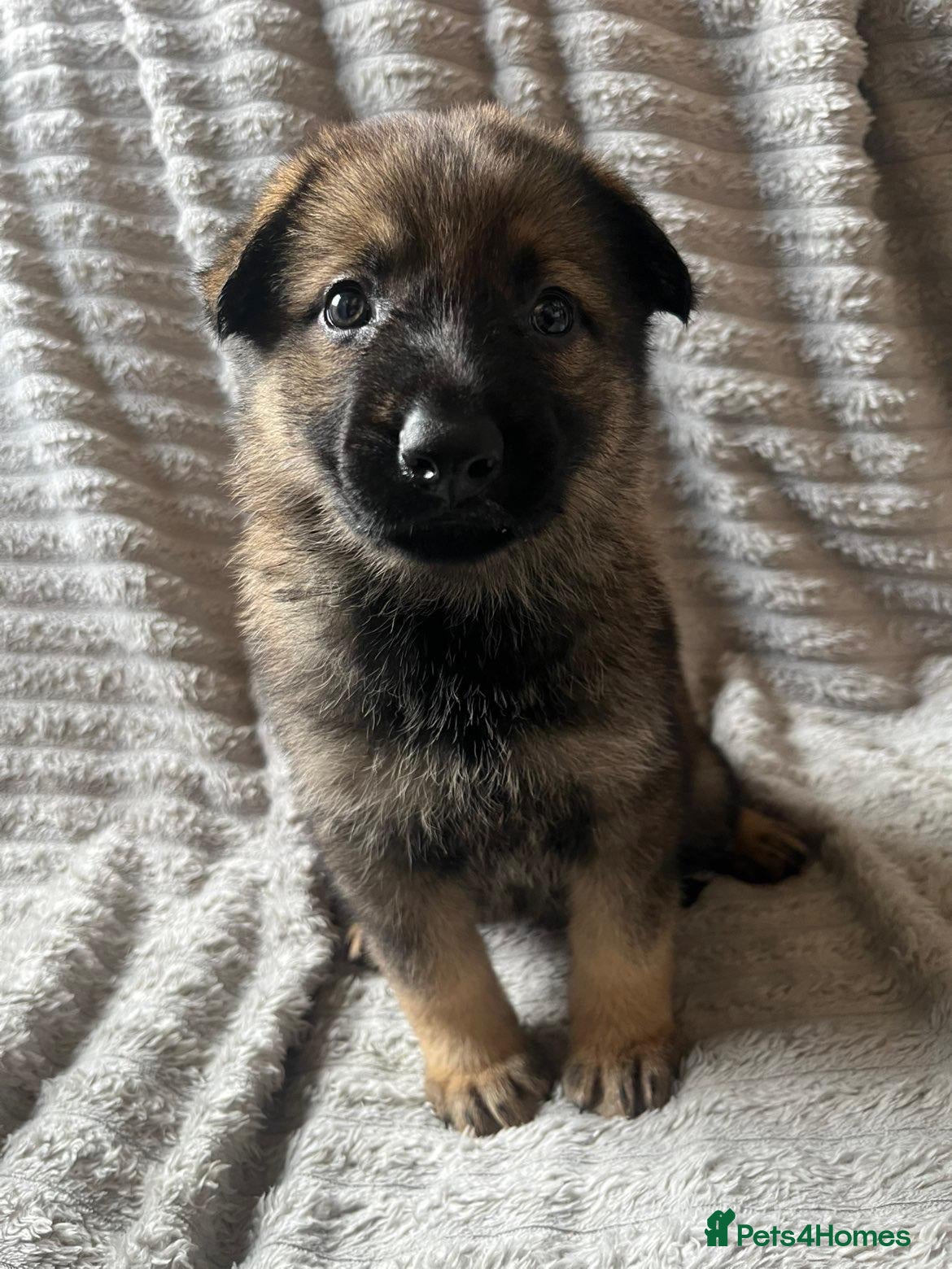 German Shepherd dogs German Shepherd Puppies - Advert 2