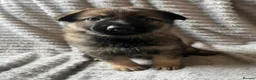 German Shepherd dogs for sale: German Shepherd Puppies - Advert 15