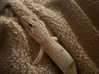 Leopard Gecko reptiles Friendly leopard gecko - Advert 1