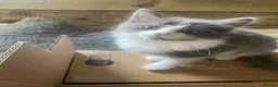 Mixed Breed cats for sale: Four little babies - Advert 21