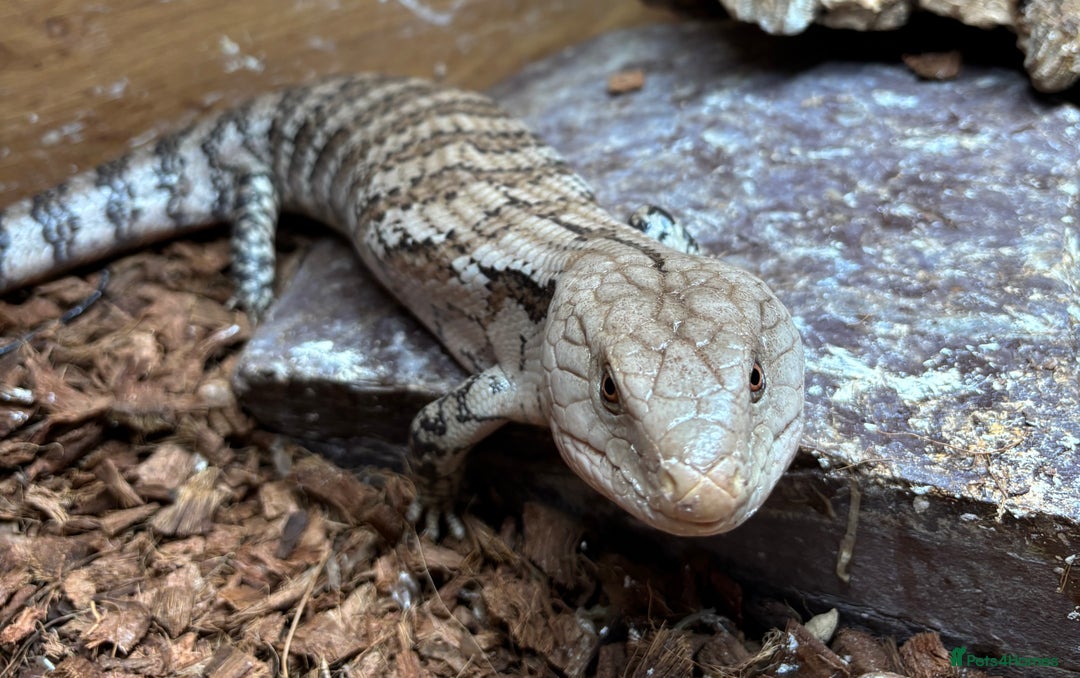 Skink reptiles for sale: Blue tounge skink - male - Advert 2