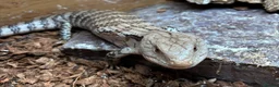 Skink reptiles for sale: Blue tounge skink - male - Advert 2